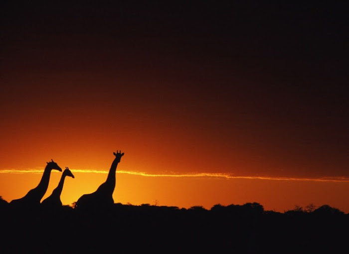 Giraffe - Nice Photo Collection Part II...